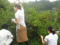 ブルーベリー摘み